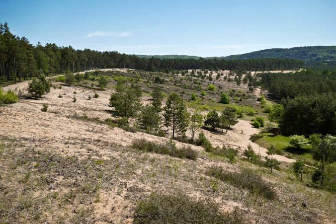 Endlose Weiten und das mitten im Wald