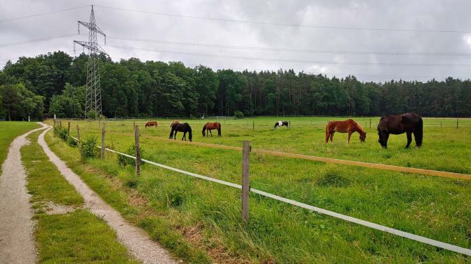 Hallo, liebe Pferde!