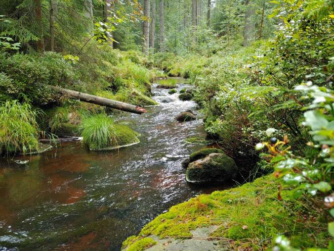 Der Weiße Main bahnt sich den Weg durch den urtümlichen Wald