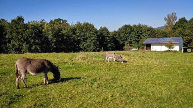 Hallo, liebe Esel! Lasst es euch schmecken...