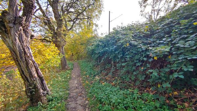 Ein Trail durch den herbstlichen Herbstwald
