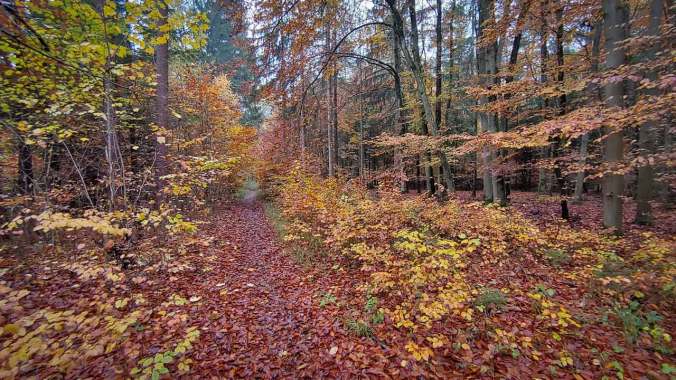 Durch den nassen Herbstwald