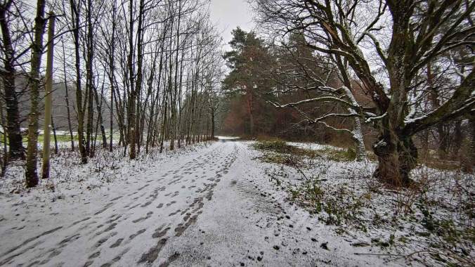 Durch den matschigen Winterwald