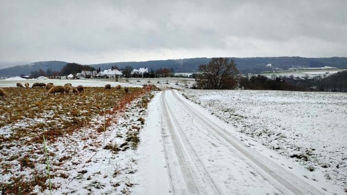 Schafe grasen auch im Schnee
