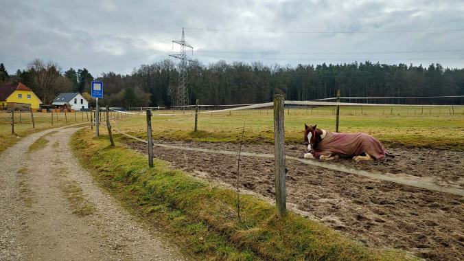 Mittagsrunde an den Pferdchen vorbei