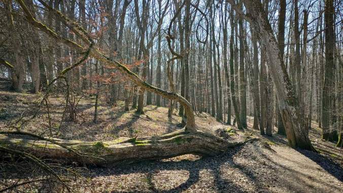 Müder Mittagslauf im Sonnenschein über Stock und Stein