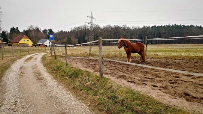 Pferde an der Laufstrecke sind immer super