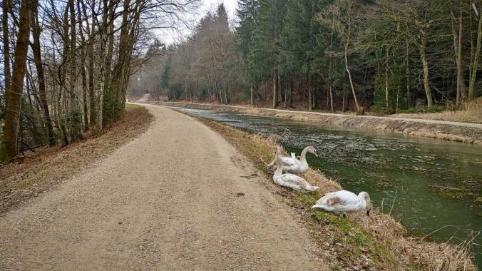Sterbender Schwan trifft auf Jungschwäne