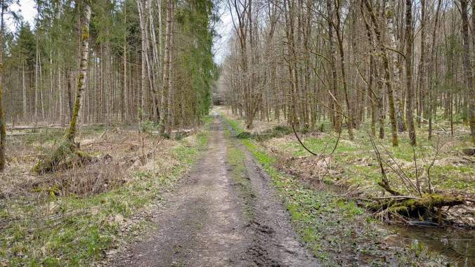 Windiger Lauf durch den matschigen Wald