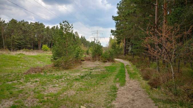 Wald mit bewölktem Himmel und Strommasten