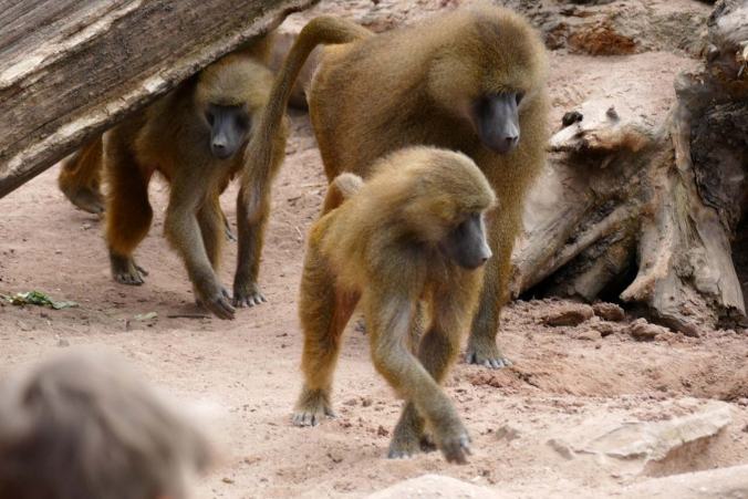 Die ganze Affenbande brüllt