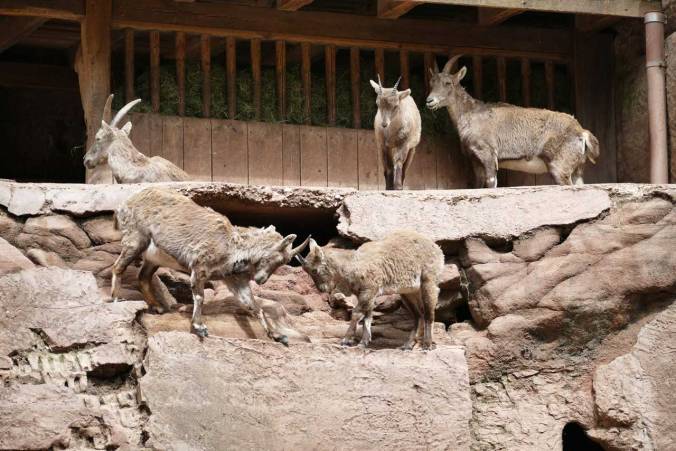 Die jungen Steinböcke haben ausführlich gespielt...