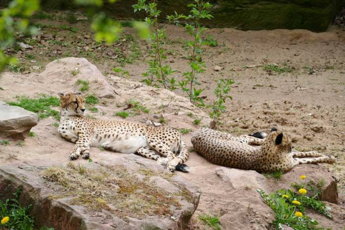 Entspannte Geparden bei der Nachmittagsruhe