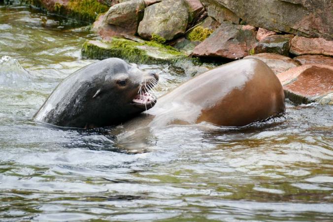 Die Seehunde beim eifrigen Spiel