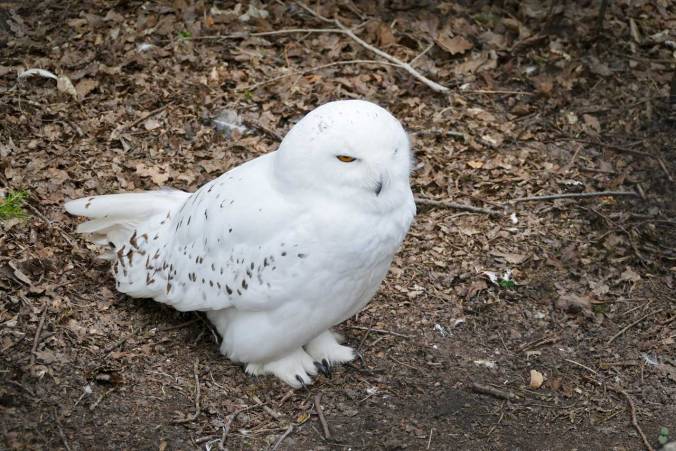 Die Eule zeigt sich unbeeindruckt