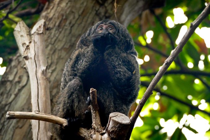 Ein Affe sitzt im Tropenhaus