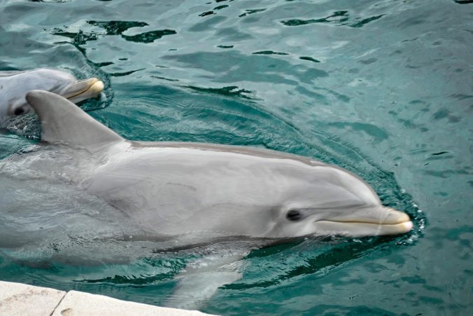Leider ein wenig unscharf, aber unverkennbar zwei Delfine