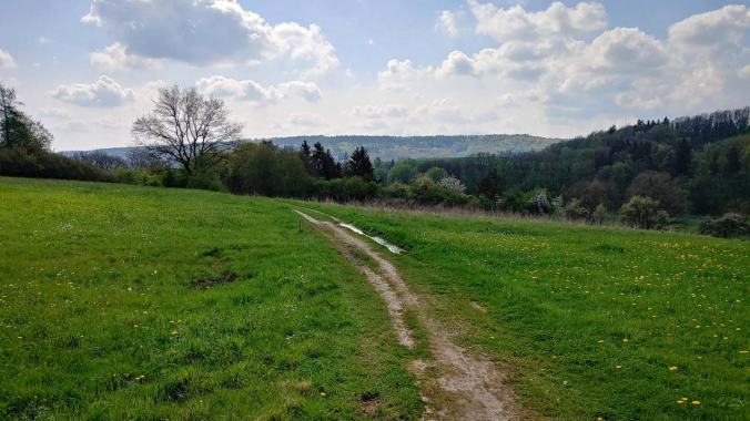 Grüne Wiese mit Löwenzahn, Sonne und nur wenige Wolken