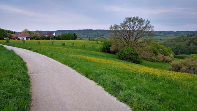 Gelbe Blumen auf grüner Wiese, ein Baum und ein Feldweg mit Häusern im Hintergrund
