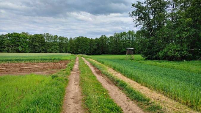 Feldweg mit Bäumen und Hochsitz