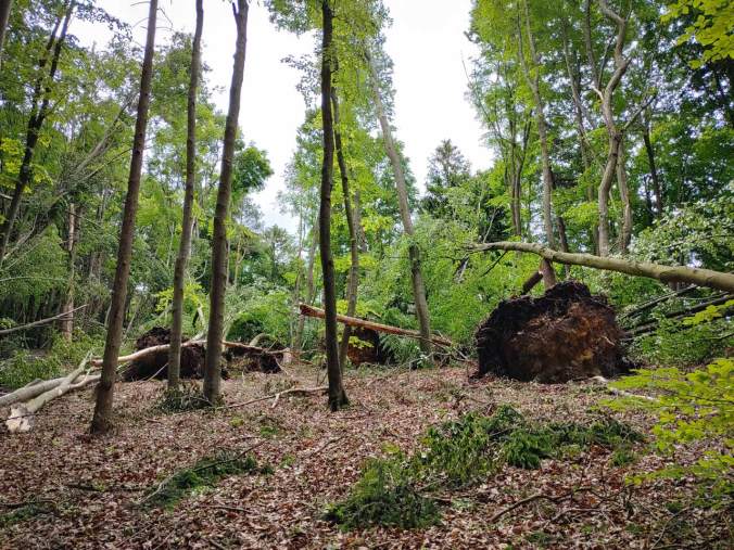 Unglaublich viele entwurzelte Bäume im Wald