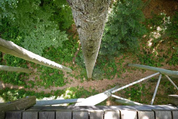 20 Meter geht es vom Baumwipfelpfad in die Tiefe