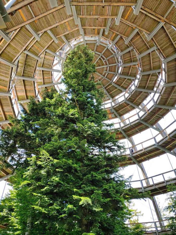 Im Inneren des "Baum-Eis"