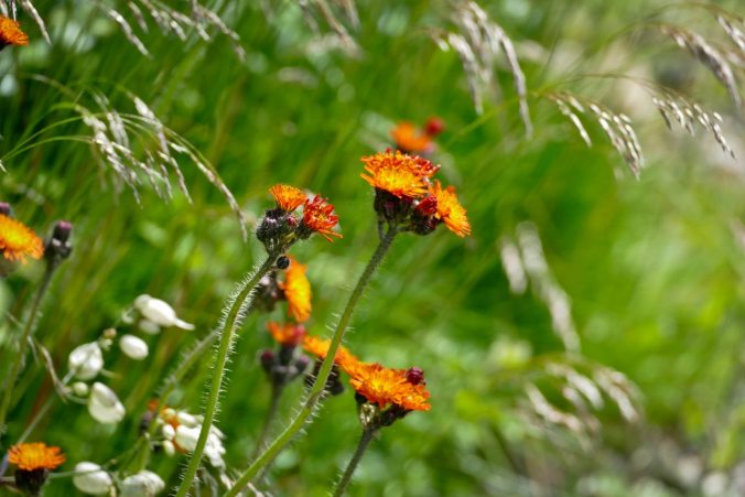 Oranges Habichtskraut am Wegesrand