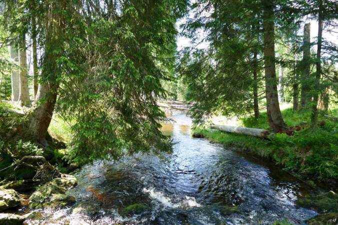 Auch über den Fluss sieht man im Hintergrund umgestürzte Bäume liegen