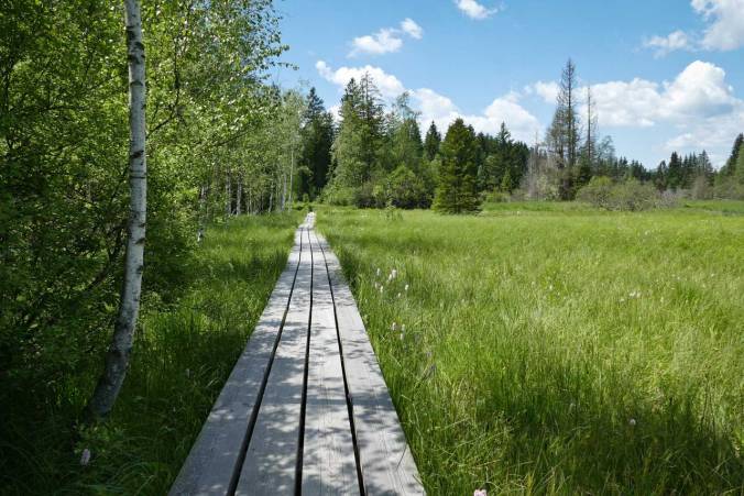 Ein befestigtes Wegstück durch die Moorlandschaft