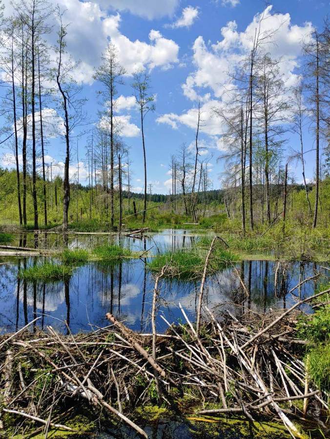 Beeindruckendes Moorgebiet mitten im Wald