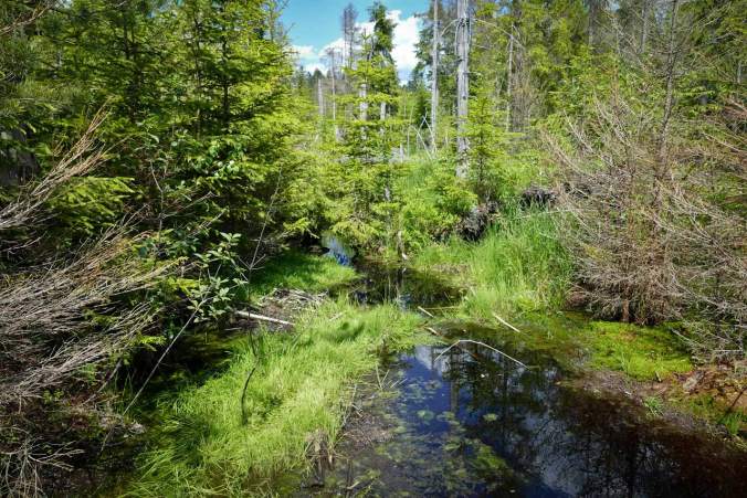 Überall viel Wasser und echter Urwald