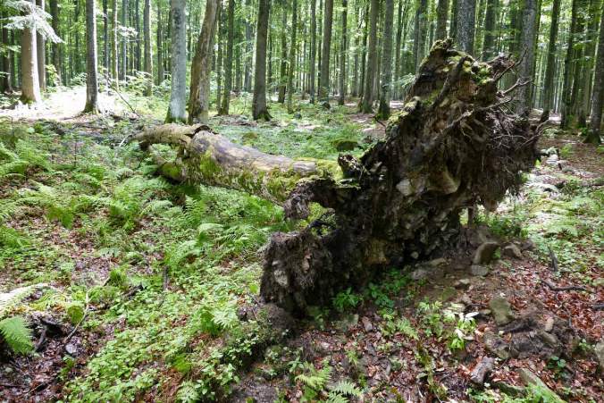 Umgestürzte Bäume nur im Wald, nicht über die Wege