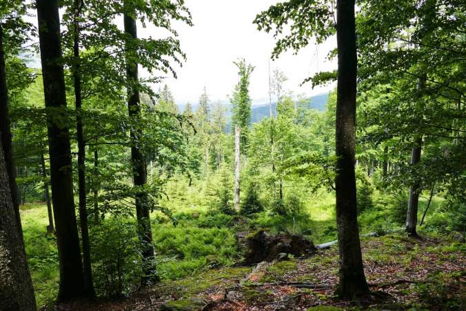 Nach den ersten paar Höhenmetern ließ sich schon eine Aussicht erahnen