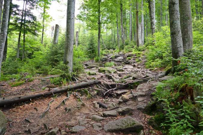 Steiler und felsiger Anstieg durch den Wald