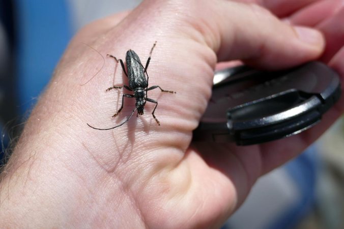 Ein einsamer Gipfelbewohner