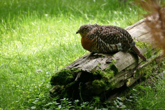 Ein müdes Auerhuhn im Tierfreigelände des Nationalparks