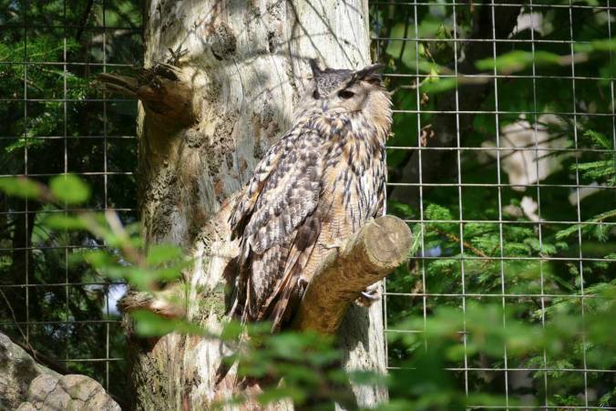 Ein imposanter Uhu in seiner Voliere