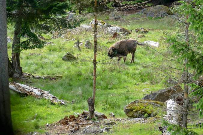 Ein einsames Wisent in seinem riesigen Gehege