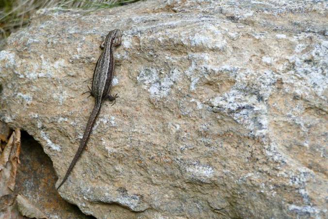 Eine Echse sonnt sich auf einem Stein