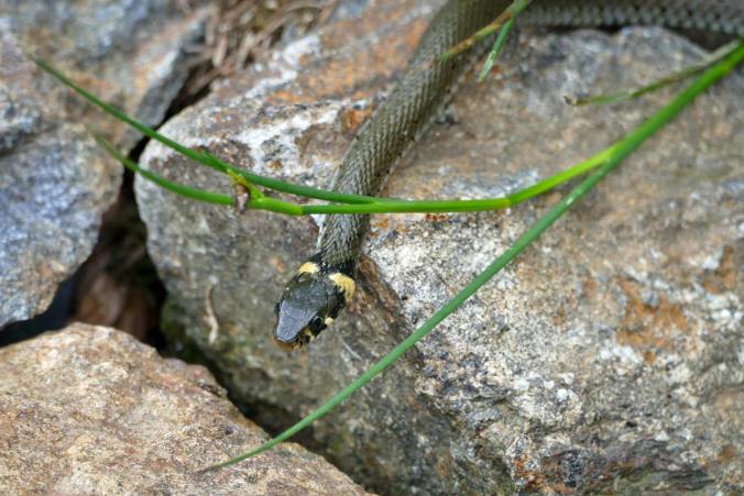 Eine Ringelnatter schlängelt zwischen den Steinen