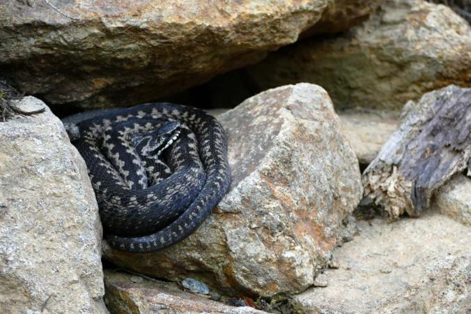 Eine eng eingerollte Kreuzotter