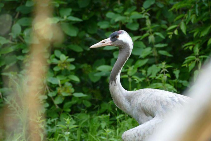Ein Kranich in seiner Voliere