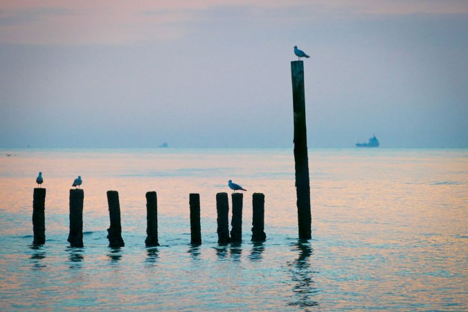 Möwen auf Pfosten in der Nordsee
