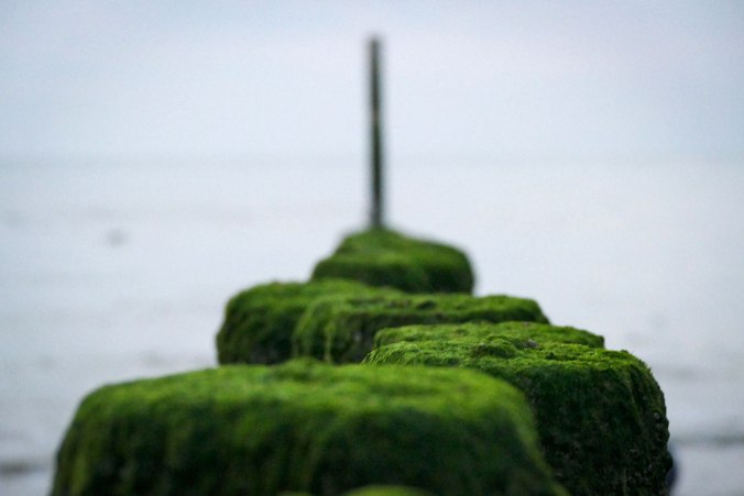 Pfosten mit Algen im Meer