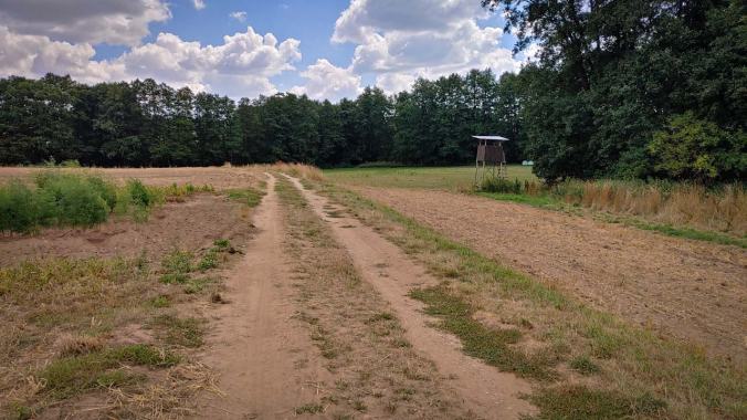 Wiesenweg mit Hochsitz auf der rechten Seite und Bäumen im Hintergrund