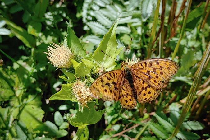 Einer von unglaublich vielen Perlmuttfaltern
