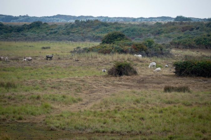 Die Schafe im Landschaftsschutzgebiet Zwarte Polder