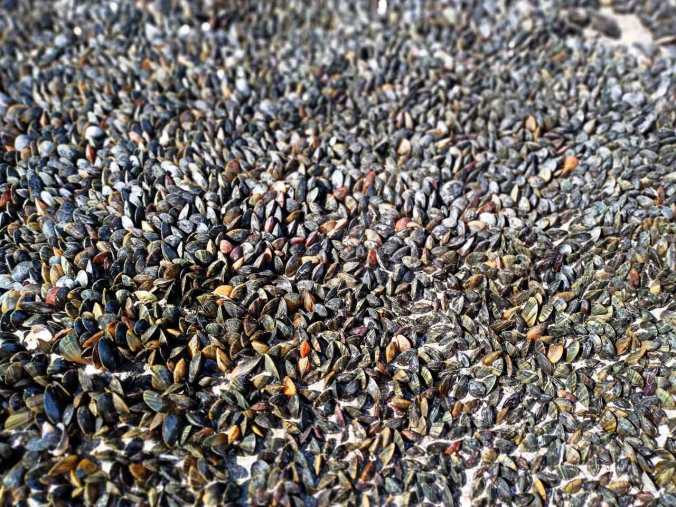 Muscheln über Muscheln an den Wellenbrechern, wenn sich das Wasser zurückzieht