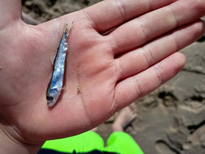 Leider nicht mehr viel Leben in dem Fisch